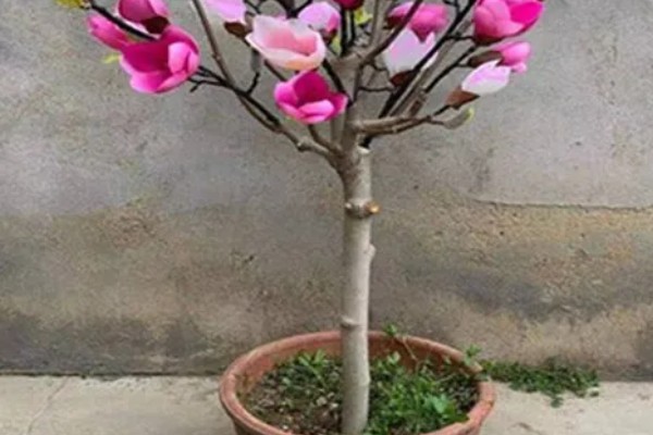 玉兰花的种植方法，春季3-4月份种植为佳