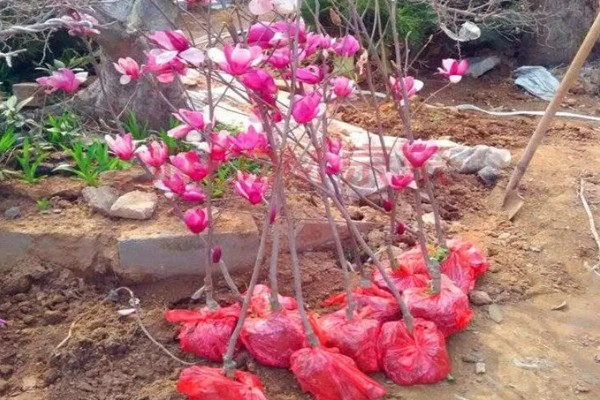 玉兰花的种植方法，春季3-4月份种植为佳