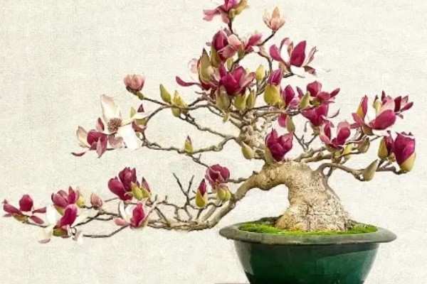 玉兰花的种植方法，春季3-4月份种植为佳