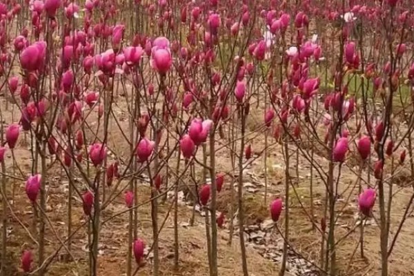 玉兰花的种植方法，春季3-4月份种植为佳