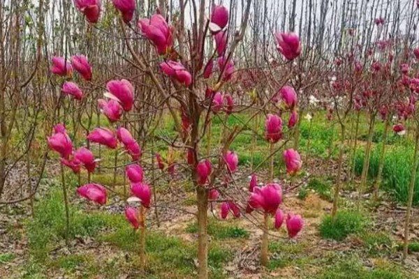 玉兰花的种植方法，春季3-4月份种植为佳