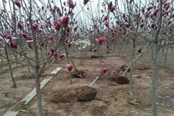 玉兰花的种植方法，春季3-4月份种植为佳