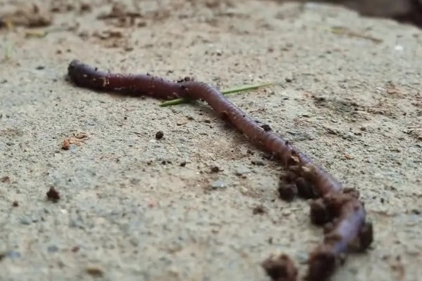 蚯蚓有没有眼睛，蚯蚓没有眼睛