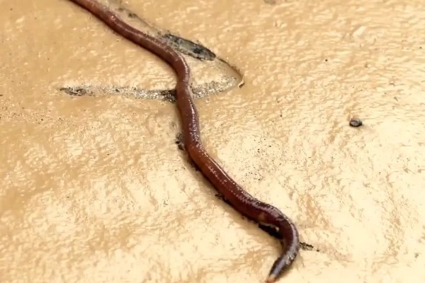 蚯蚓有没有眼睛，蚯蚓没有眼睛