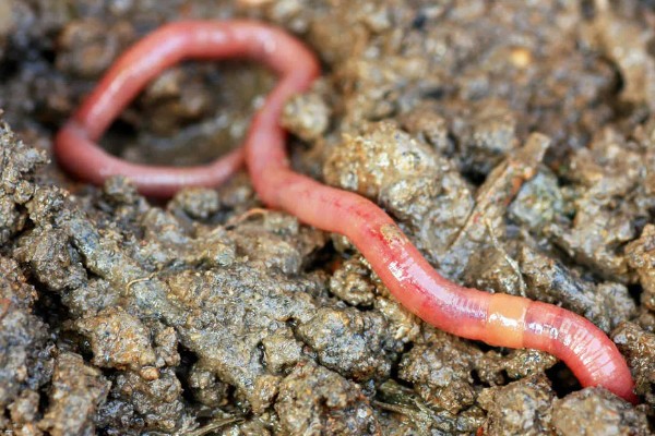 蚯蚓有没有眼睛，蚯蚓没有眼睛