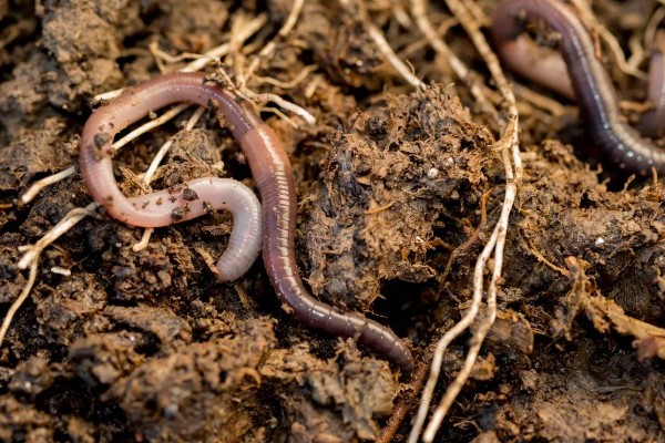 蚯蚓有没有眼睛，蚯蚓没有眼睛