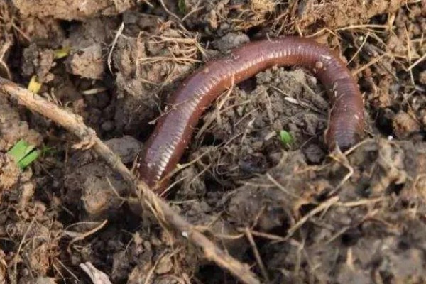 蚯蚓有没有眼睛，蚯蚓没有眼睛