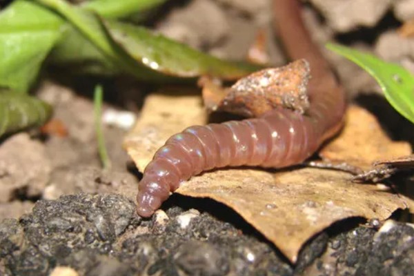 蚯蚓有没有眼睛，蚯蚓没有眼睛