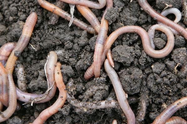 蚯蚓有没有眼睛，蚯蚓没有眼睛