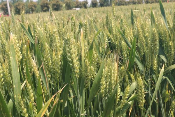 爱禾麦9号小麦品种的特性，每亩15－18万基本苗