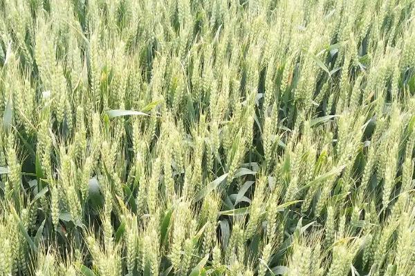 滁麦2101小麦种子介绍，每亩18－20万基本苗