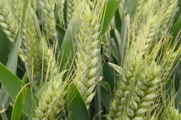 安科1901小麦种子特点，每亩16－18万基本苗