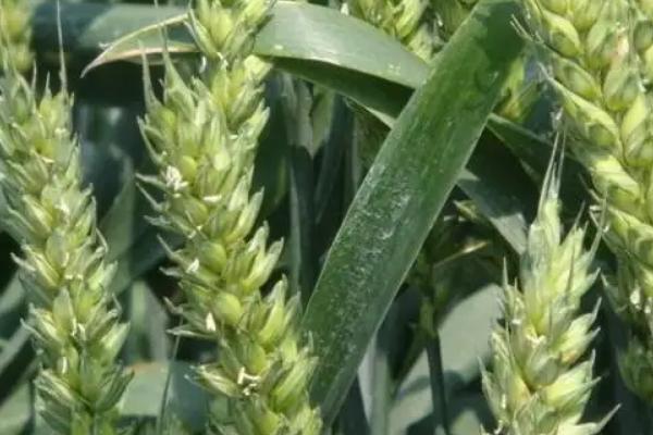 埇麦3号小麦品种的特性，属半冬性品种