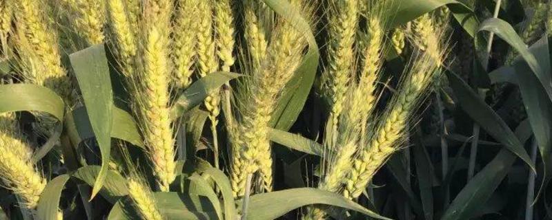 新农618小麦种子特征特性，属半冬性品种