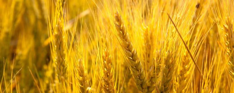皖农160小麦品种的特性，全生育期214.8天