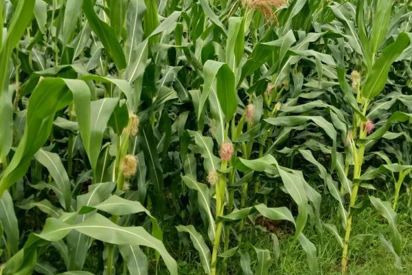 盛科123玉米种子特征特性，中抗茎腐病