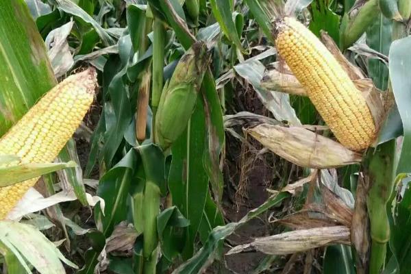 美达88玉米种子简介,适宜在肥力中上等的地块种植