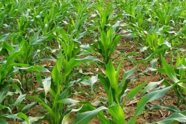 黄靓玉1号玉米种子特征特性，适宜在肥力中上等的地块种植