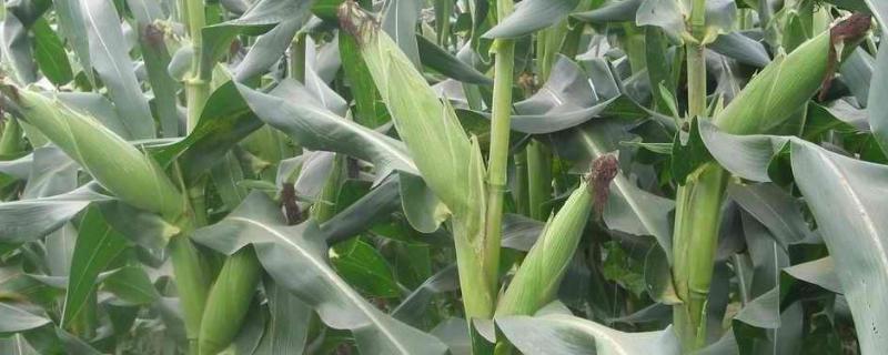 金玉5522玉米种子特点,中抗大斑病