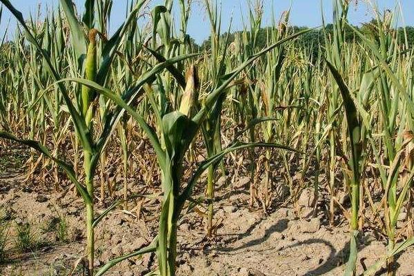 铭硕2051玉米种子简介，密度4000株/亩左右