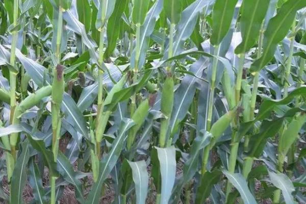 金玉5522玉米种子特点，中抗大斑病