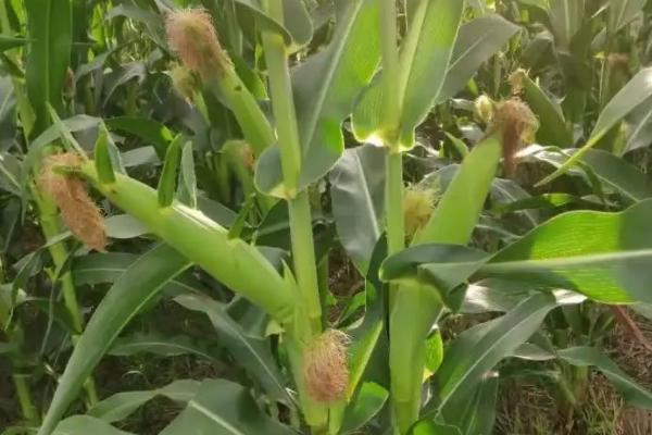 美达88玉米种子简介,适宜在肥力中上等的地块种植