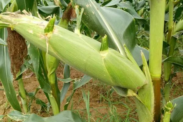 星禾7508玉米种子特征特性，中抗大斑病