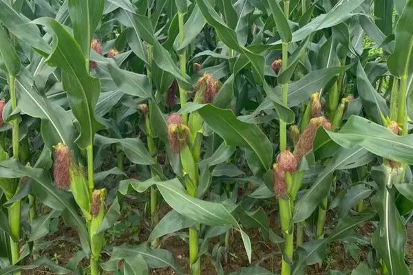 铁权395玉米种子特征特性，中抗茎腐病