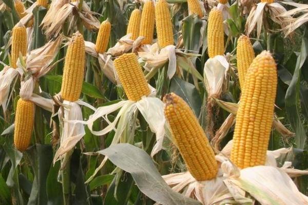 世宾2301玉米种子简介，密度4000株/亩左右