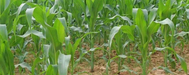 润志869玉米品种简介,中抗灰斑病
