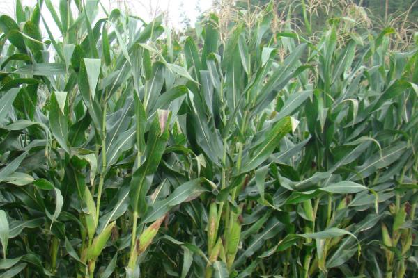 FA7755玉米品种的特性，春播出苗至成熟127天