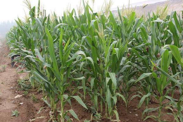 TM8899玉米品种的特性，春播出苗至成熟126天