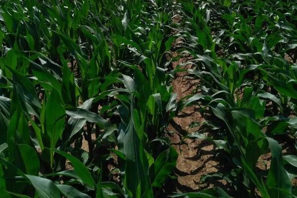 润志869玉米品种简介,中抗灰斑病