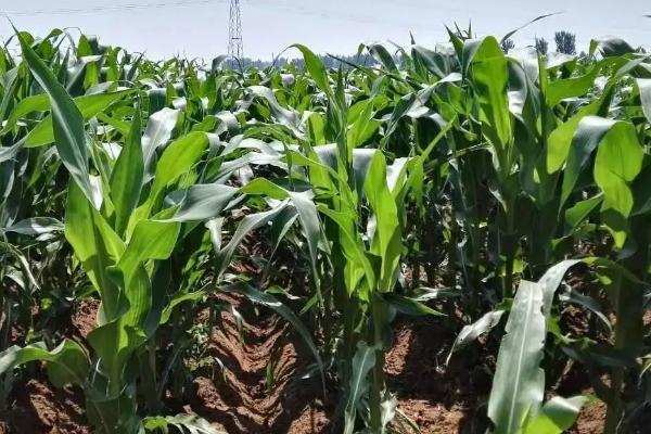 SK19T11玉米种子简介，中抗大斑病