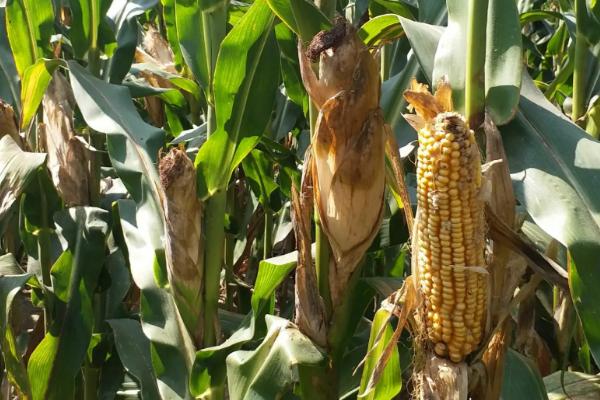 正高85玉米种子介绍，中抗茎腐病