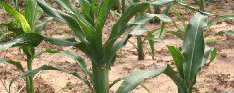 JD9639玉米品种简介,适宜在肥力中上等的地块种植