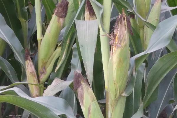 SK19T11玉米种子简介，中抗大斑病