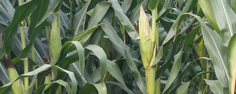 FA7755玉米品种的特性,春播出苗至成熟127天