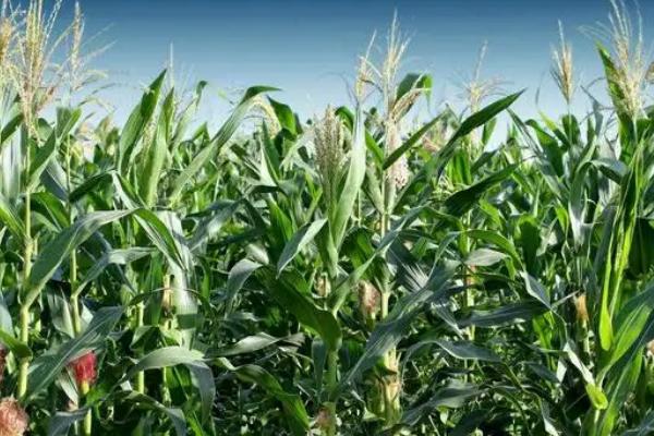 沣育A169玉米种子特点，密度4000株/亩左右