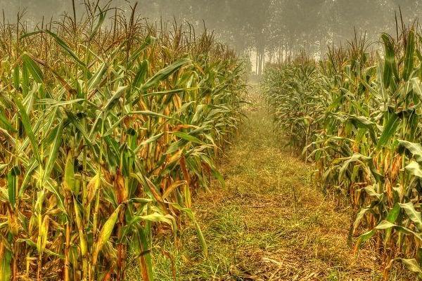 世宾2301玉米种子简介，密度4000株/亩左右