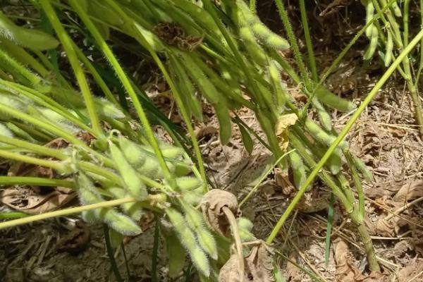 仓茂鲜豆1号大豆种子特征特性,播期以四月中旬至五月上旬为宜