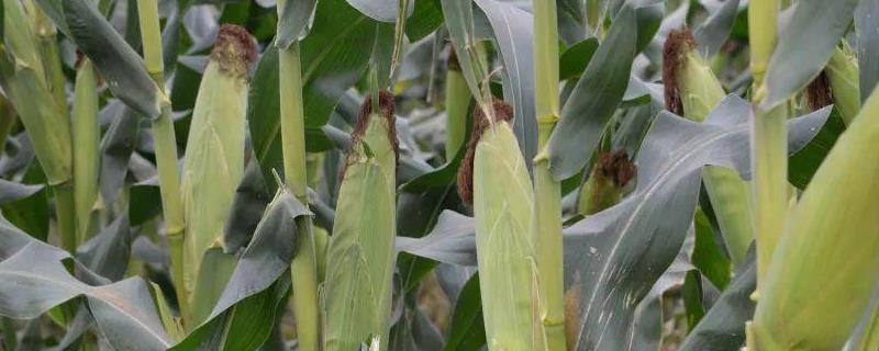 DK3017玉米种子特点，中抗茎腐病
