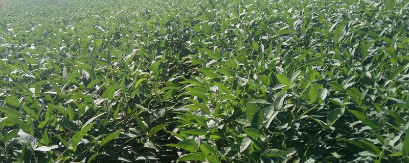 沈农豆44大豆品种的特性，辽宁省春播生育期130天