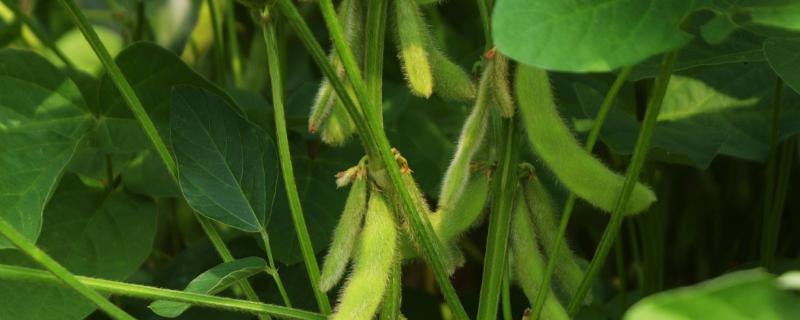 仓茂鲜豆1号大豆种子特征特性,播期以四月中旬至五月上旬为宜