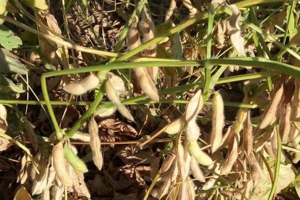 仓茂鲜豆1号大豆种子特征特性,播期以四月中旬至五月上旬为宜