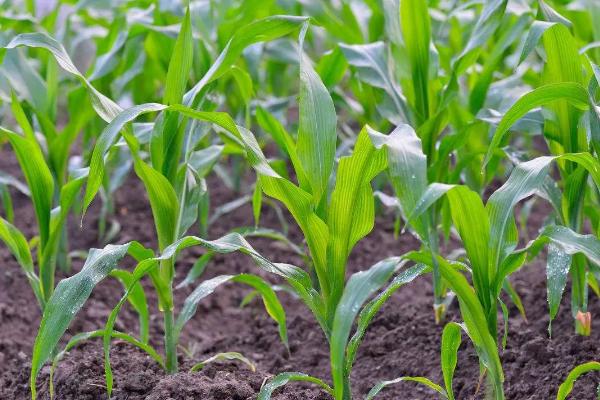 中科盛玉999玉米种子特征特性，中抗丝黑穗病