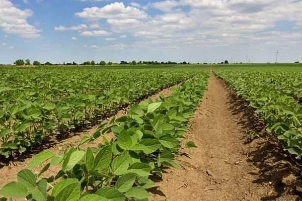 沈农豆44大豆品种的特性，辽宁省春播生育期130天