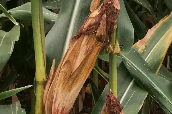 燕禾金2000玉米品种的特性，该品种幼苗长势较好