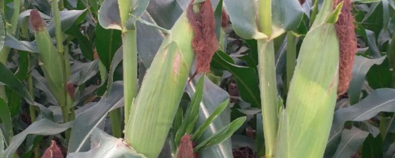 燕禾金2000玉米品种的特性，该品种幼苗长势较好