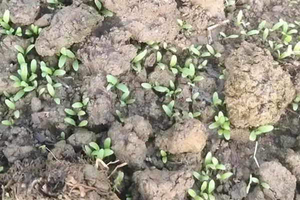 车前草的种植方法,每年要进行3-4次除草松土